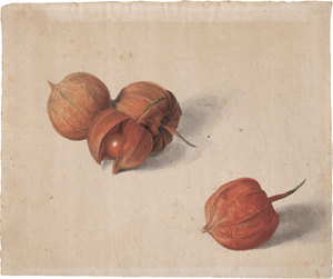 Lot 6729, Auction  122, Friedrich, Caroline Friederike, Lampionblumen (Physalis alkekengi)