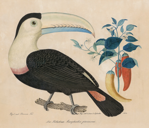 Lot 6783, Auction  122, Zötl, Aloys, Tukan ("Der Pfefferfrass. Ramphastos piscivorus.")