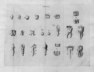 Lot 320, Auction  123, Malpighi, Marcello, Opera posthuma: In quibus Excellentissimi Authoris vita continetur