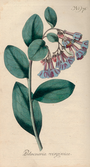 Lot 376, Auction  123, Batsch, A. J. G. C., Der geöffnete Blumengarten 