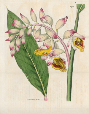 Lot 381, Auction  123, Curtis, William, The Botanical Magazine or Flower-Garden displayed