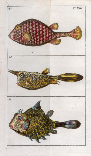 Lot 401, Auction  123, Wilhelm, Gottlieb Tobias, Unterhaltungen aus der Naturgeschichte. Der Fische erster Theil. 