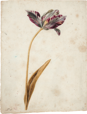 Lot 6603, Auction  123, Niederlande, um 1800. Papageientulpe
