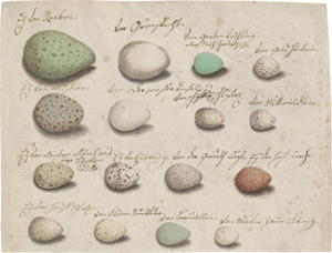 Lot 6605, Auction  123, Deutsch oder Österreichisch, 18. Jh. Studienblätter mit Vogeleiern