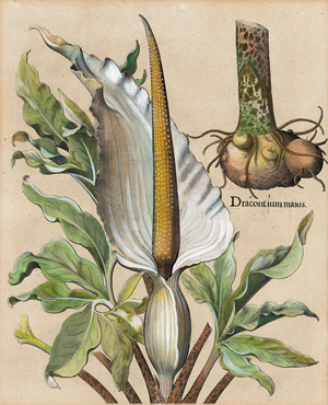 Lot 350, Auction  125, Besler, Basilius, Dracontium maius. Eichstätt und Nürnberg, Besler, 1613 oder später