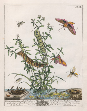 Lot 360, Auction  125, Harris, Moses, Le Aurelien: ou histoire naturelle des insectes anglois. London, J. Robson 1778. - Erste französische Ausgabe im prachtvollen zeitgenössischen Kolorit