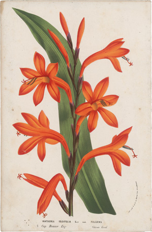 Lot 361, Auction  125, Houtte, Louis Benoît van, 59 Chromolithographien. Um 1860