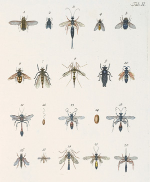Lot 363, Auction  125, Kob, Johann Andreas, Die wahre Ursache der Baumtrockniß der Nadelwälder. Erlangen, J. J. Palm, 1793.