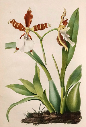 Lot 367, Auction  125, Portefeuille des horticulteurs, Journal pratique des jardins. Paris, Gros, 1847