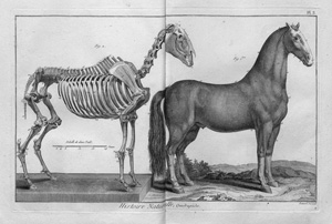 Lot 493, Auction  125, Diderot, Denis und Alembert, Jean-Baptiste de - Hrsg., Encyclopédie méthodique. 145 Bände. Paris, Panckoucke u. a., 1782-1791