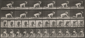 Lot 4064, Auction  125, Muybridge, Eadweard, Animal Locomotion. An Electrophotographic Investigation of Consecutive Phases of Animal Movements