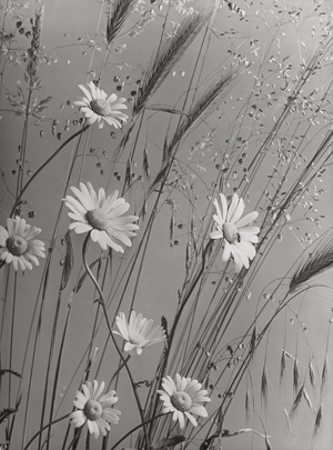 Lot 4087, Auction  125, Baur, Max, Maguerite and grass; Campanula