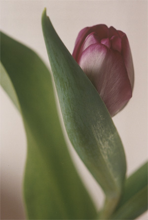 Lot 4185, Auction  125, Keetman, Peter, Tulip