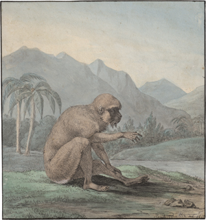 Lot 6844, Auction  125, Wintter, Raphael, Meerkatze in tropischer Landschaft