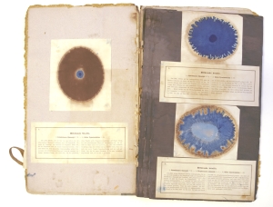 Los 352 - Runge, Friedrich Ferdinand - Der Bildungstrieb der Stoffe - 8 - thumb