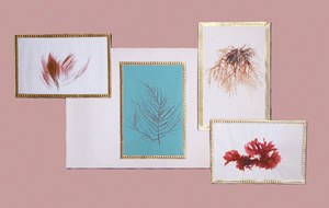 Los 360 - Algen-Album - zur Erinnerung an Venedig - 1 - thumb