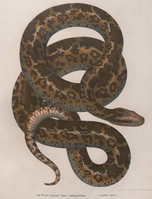 Los 369 - Fitzinger, Leopold Joseph - Bilder-Atlas zur wissenschaftlich-populären Naturgeschichte der Amphibien - 0 - thumb