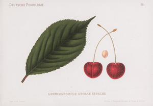 Los 371 - Lauche, Wilhelm - Deutsche Pomologie, 1882-1883 - 0 - thumb
