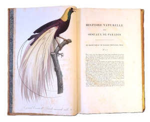 Los 372 - Levaillant, François - Histoire naturelle des oiseaux. Paris 1801-1818 - 22 - thumb