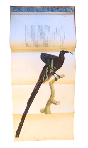 Los 372 - Levaillant, François - Histoire naturelle des oiseaux. Paris 1801-1818 - 25 - thumb