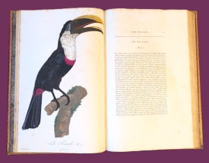 Los 372 - Levaillant, François - Histoire naturelle des oiseaux. Paris 1801-1818 - 30 - thumb