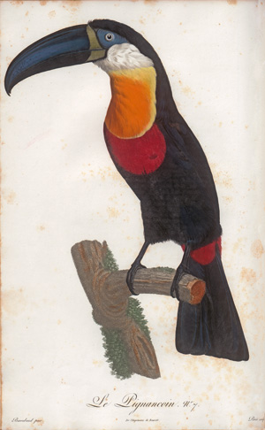 Los 372 - Levaillant, François - Histoire naturelle des oiseaux. Paris 1801-1818 - 3 - thumb