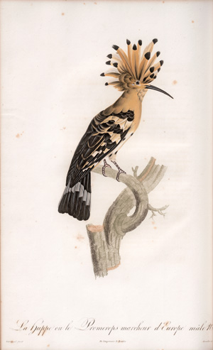 Los 372 - Levaillant, François - Histoire naturelle des oiseaux. Paris 1801-1818 - 7 - thumb