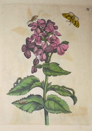 Los 374 - Merian, Maria Sibylla - Erucarum ortus - 18 - thumb