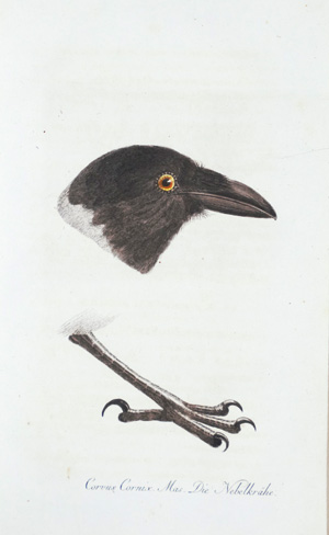 Los 375 - Meyer, B. und J. Wolf - Taschenbuch der deutschen Vögelkunde - 0 - thumb