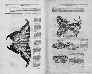 Los 376 - Moffet, Thomas - Insectorum sive Minimorum Animalium Theatrum - 0 - thumb