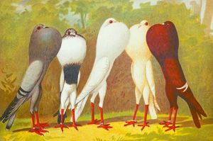 Lot 382, Auction  126, Schachtzabel, Emil, Illustriertes Prachtwerk sämtlicher Tauben-Rassen