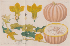 Los 386 - Vietz, Ferdinand Bernhard - Icones plantarum - 0 - thumb