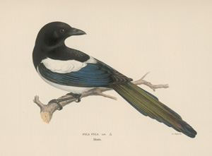 Los 387 - Wright, Magnus Wilhelm - Svenska faglar efter naturen  - 0 - thumb