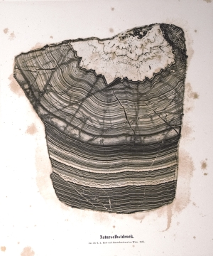 Los 405 - Auer von Welsbach, Alois - Die Entdeckung des Naturselbstdruckes - 2 - thumb