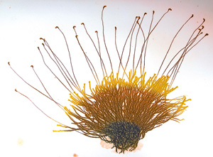 Lot 405, Auction  126, Auer von Welsbach, Alois, Die Entdeckung des Naturselbstdruckes