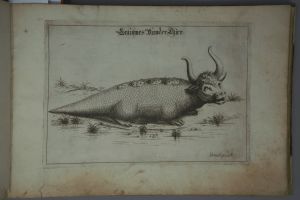 Los 1269 - Schmuck, Friedrich Wilhelm - Fasciculus admirandorum naturae - 6 - thumb