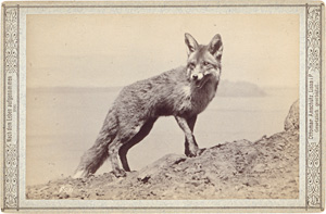 Lot 4009, Auction  126, Anschütz, Ottomar, Animal studies