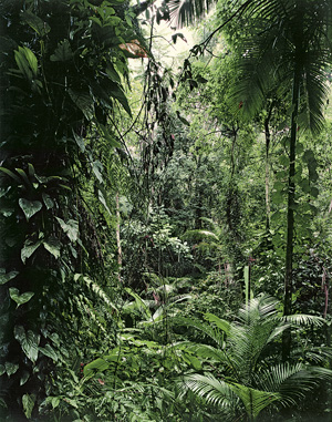 Los 4231 - Struth, Thomas - "Paradies" series - 0 - thumb