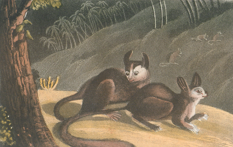 Lot 63, Auction 127, Shoberl, Frederick, The World in Miniature: Africa, containing a description of the manners and customs