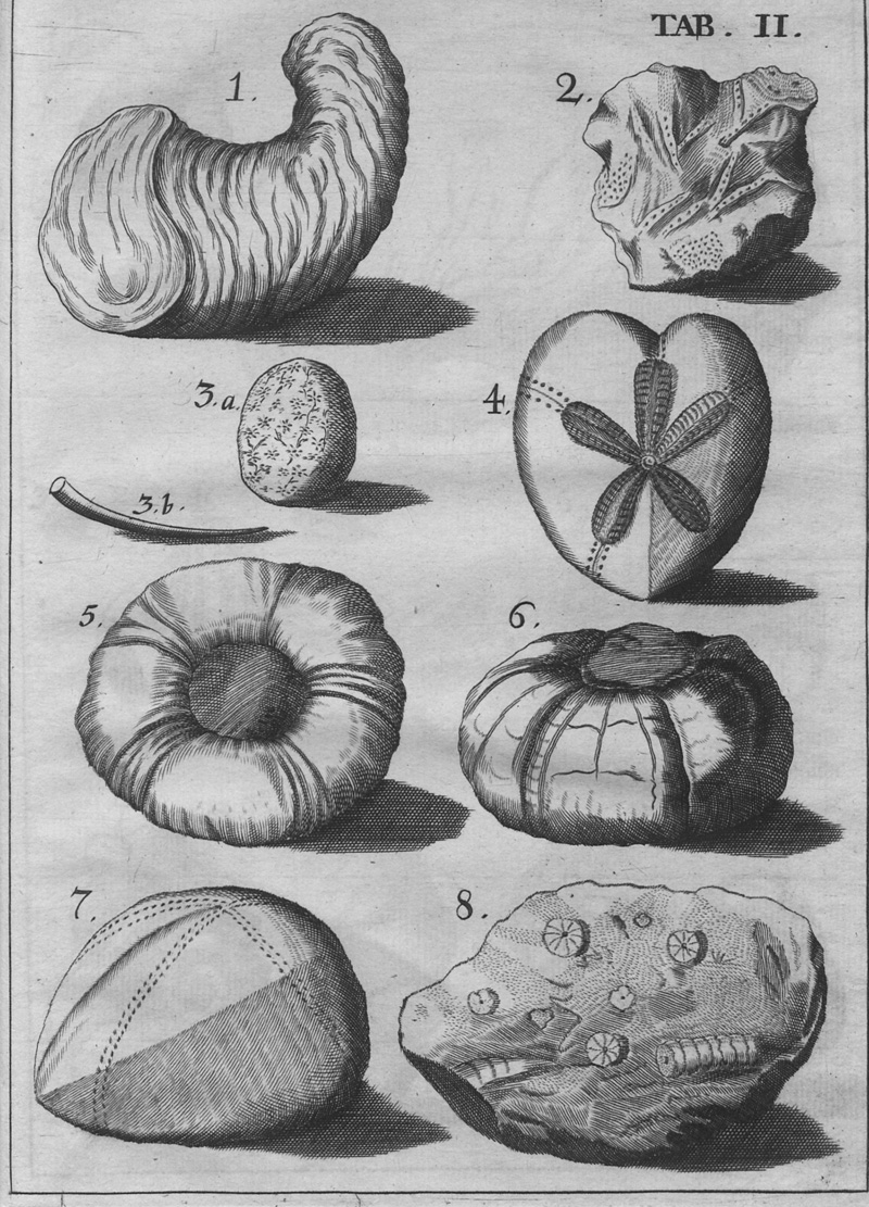 Lot 340, Auction 127, Melle, Jacob von, De Lapidibus Figuratis Agri Litorisque Lubecensis