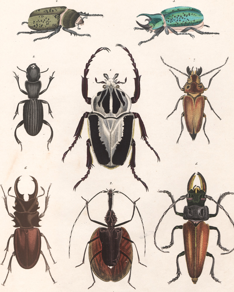Lot 357, Auction 127, Oken, Lorenz, Allgemeine Naturgeschichte für alle Stände. Atlasband