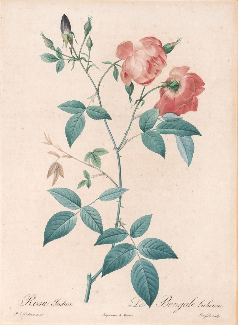 Lot 358, Auction 127, Redouté, Pierre Joseph, Rosen. 4 kolorierte Kupferstiche