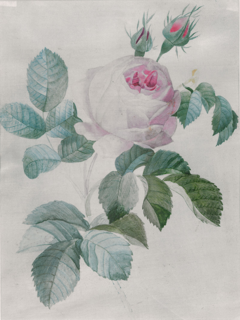 Lot 359, Auction 127, Rose und Iris, 2 farbige Aquarelle auf Pergament und Papier