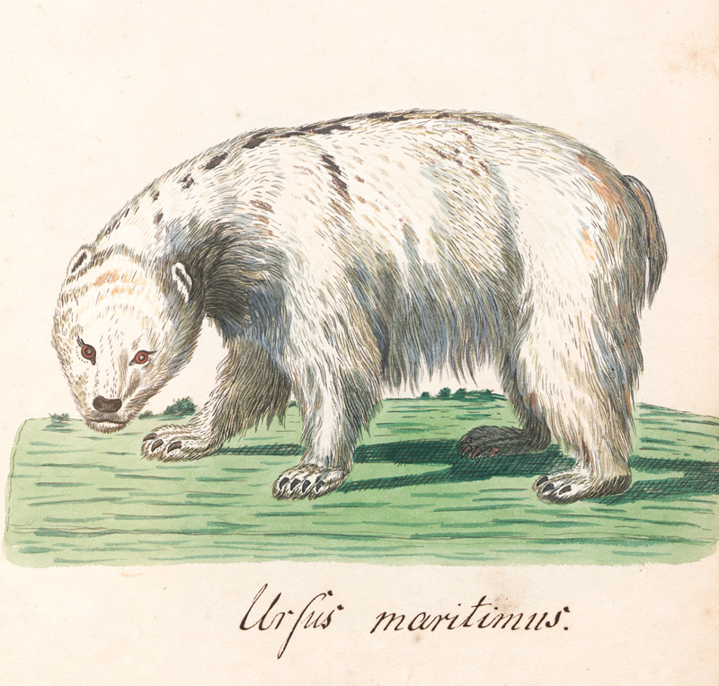 Lot 360, Auction 127, Säugetiere, Privates Zeichenbuch mit 121 kolorierten Zeichnungen auf Tafeln