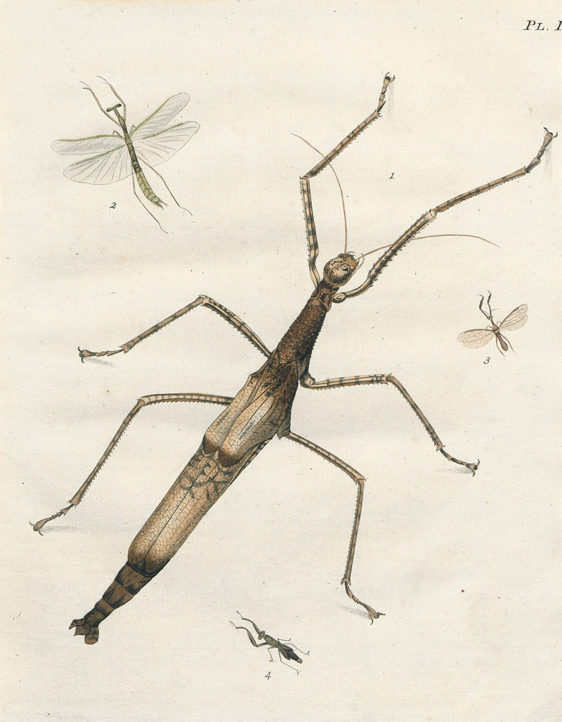 Lot 363, Auction 127, Stoll, Caspar, Natuurlyke Afbeeldingen en Beschryvingen der Spooken. Amsterdam, J. C. Sepp, 1787