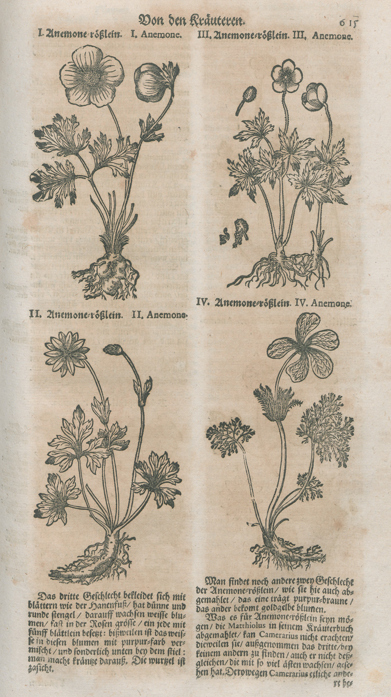 Lot 365, Auction 127, Zwinger, Theodor, Theatrum botanicum